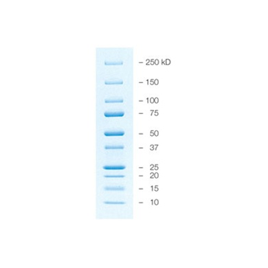 預染型藍色蛋白質標準品