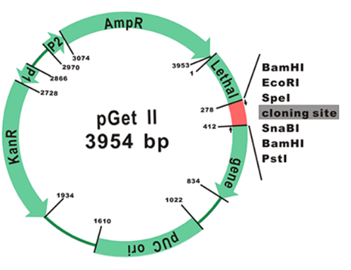 Smobio GetClone PCR Cloning Vector II, 20 Rxn