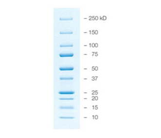 預染型藍色蛋白質標準品