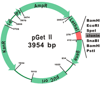 Smobio GetClone PCR Cloning Vector II, 20 Rxn